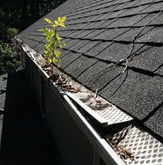 Plants sprouting from gutters