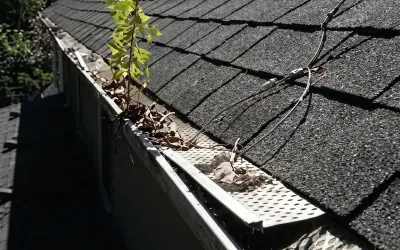 plants sprouting from gutters